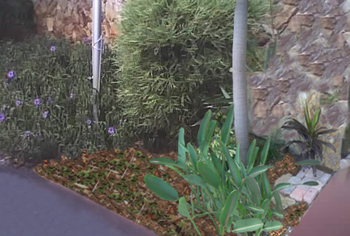 landscape cleanup and renovation